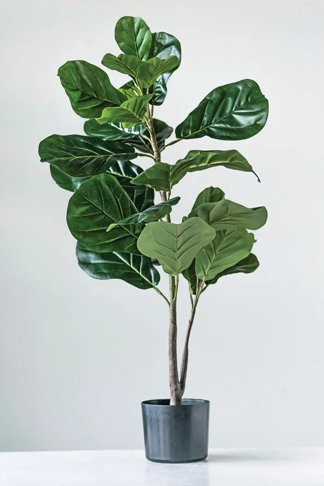 36″ Fiddle Fig Leaf Plant in Pot | Greenery, Florals, and Topiaries