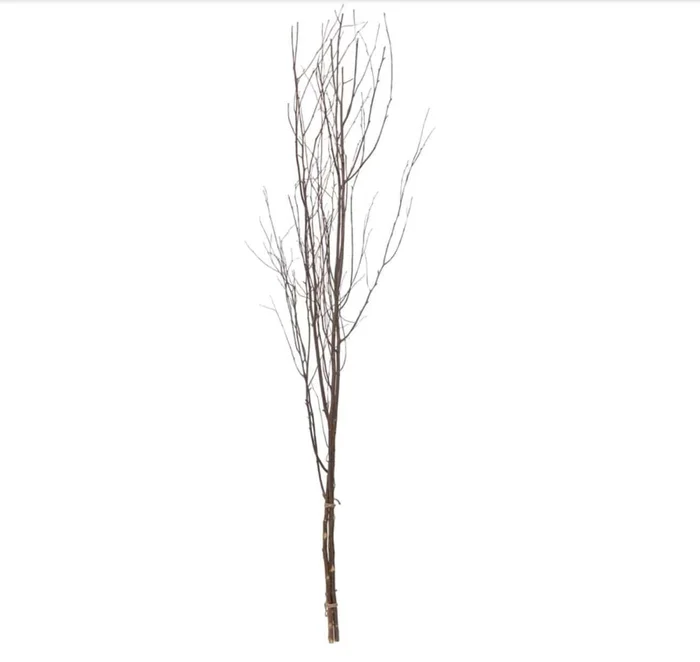 Birch Branch
