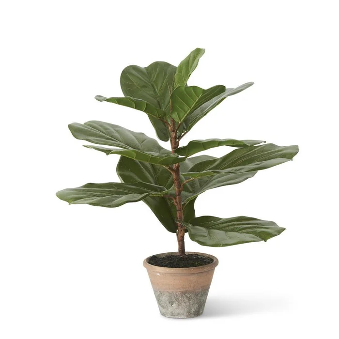 FIDDLE LEAF FIG TREE IN DISTRESSED CLAY POT