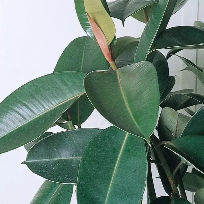 Lowe‘s Rubber House plant in