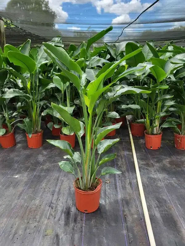 Lowe‘s White Crane Flower Plant in 1-Gallon Pot 2-Pack