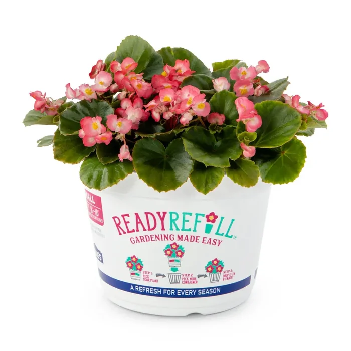 Ready Refill Multicolor Begonia in 3 Quart(s) Pot 1 -Pack
