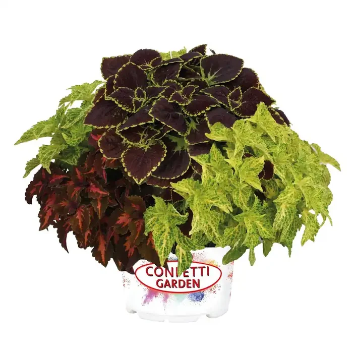 Ready Refill Multicolor Confetti Garden Madison Time Square Ready Refill in 3-Quart Pot