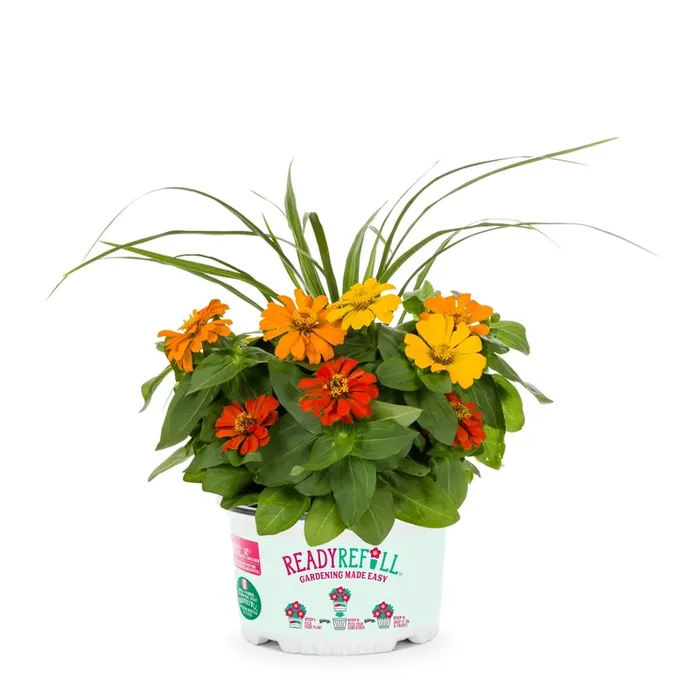 Ready Refill Multicolor Hawaiian Luau in 1.5-Gallon Pot