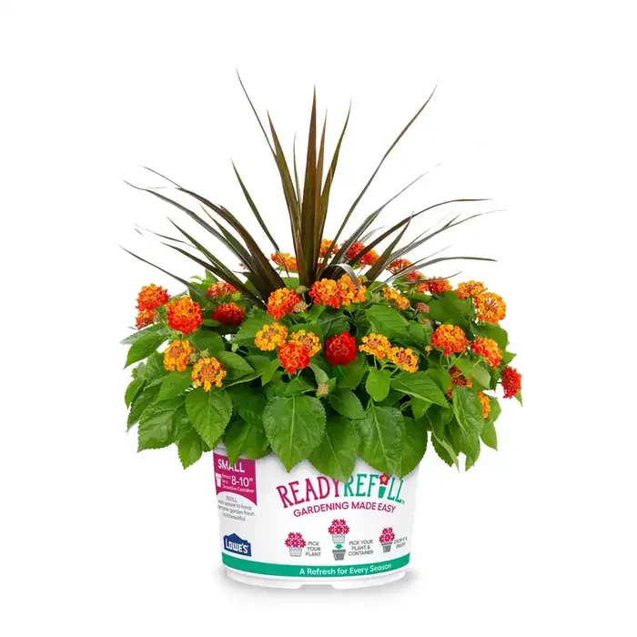Ready Refill Multicolor Lantana Mix in 1.5 Gallon(s) Pot 1 -Pack