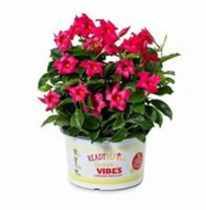 Ready Refill Multicolor Rocktrumpet in 1.50 Gallon(s) Pot 1 -Pack