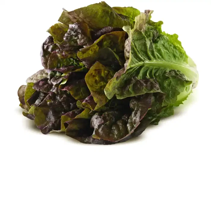 Red Leaf Romaine Lettuce