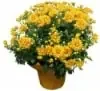 Red Oak Greenhouse Florist Mum