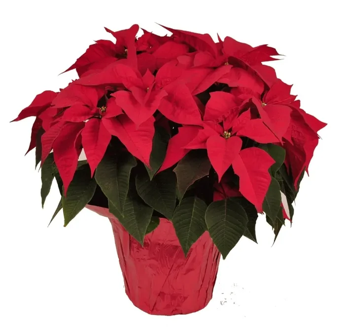 Red Oak Greenhouse Poinsettia – Red