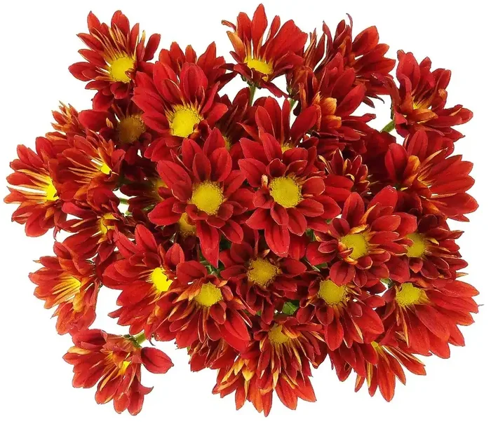 Red/Orange Poms