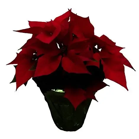 Red Poinsettia 4 Inch – Each