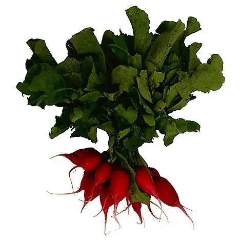Red Radishes – 1 Bunch