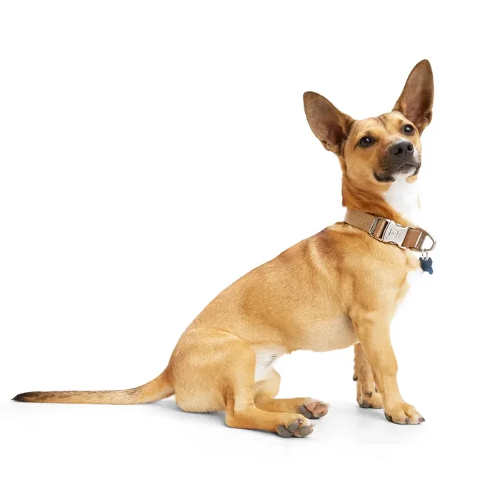 Reddy Tan Jacquard Dog Collar