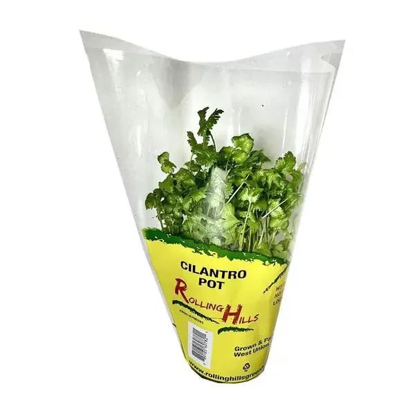 Rolling Hills Cilantro Pot