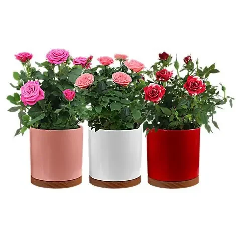 Rose In Iris Ceramic 4 Inch – Each