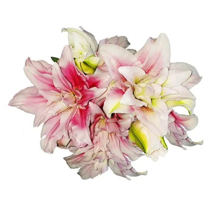 Rose Lily Assorted 2 Stem