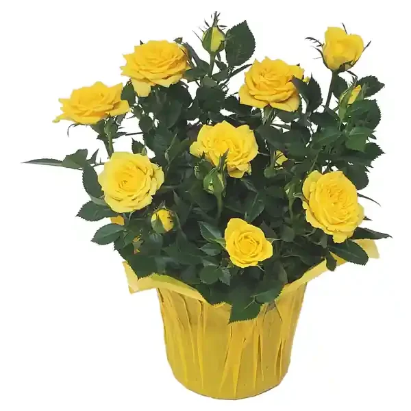 Rose‘s Mini Roses