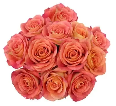 Roses Premium Ecuadorian 50/50