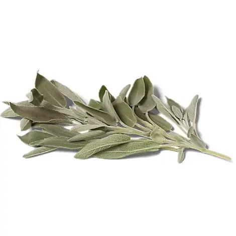 Sage – 1 Bunch
