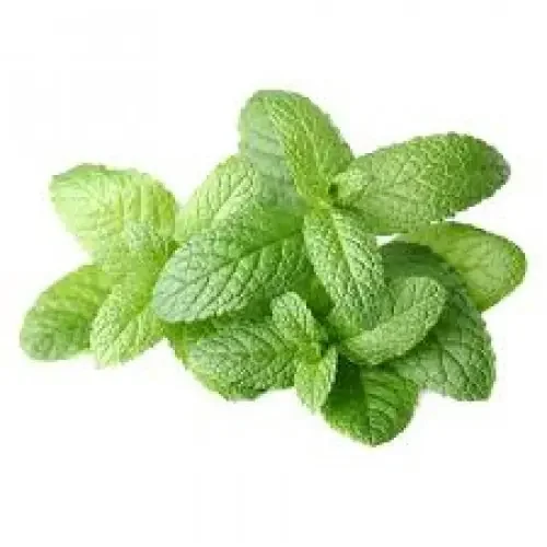 Scissortail Farms Mint
