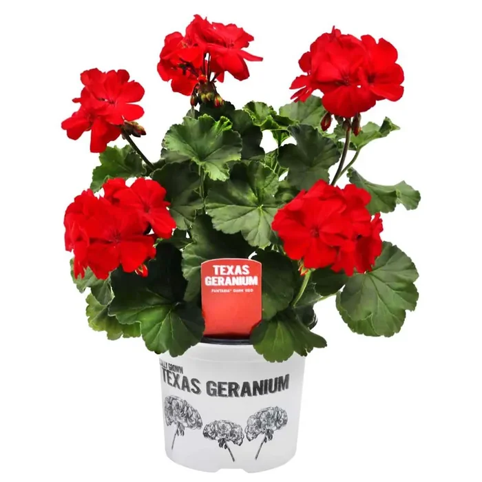 Spring Creek Growers Fantasia Dark Red Texas Geranium Potted Plant