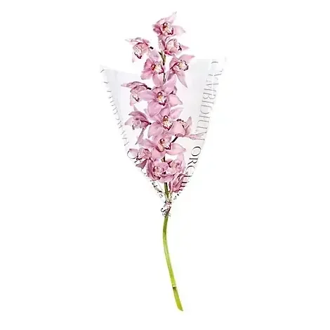 Std Cym Orchid Spray – Each