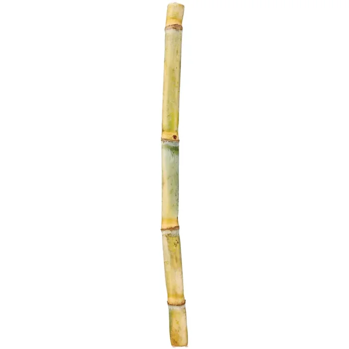 Sugar Cane