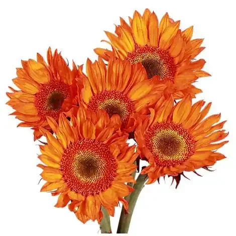 Sunflowers Novelty 5st – EA