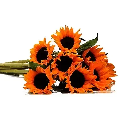 Sunflowers Traditional 5st – EA